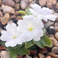 Primula allionii 'Lacewing'
